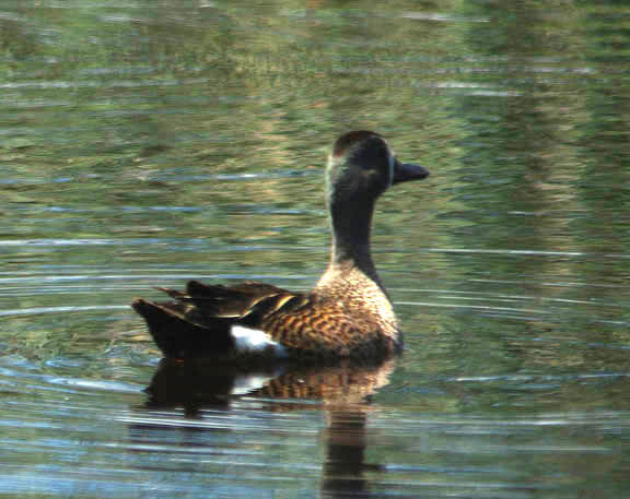 Blue-winged teal (male)