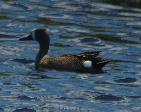 Blue-winged teal (male)