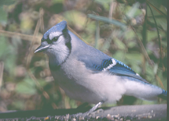 Blue jay