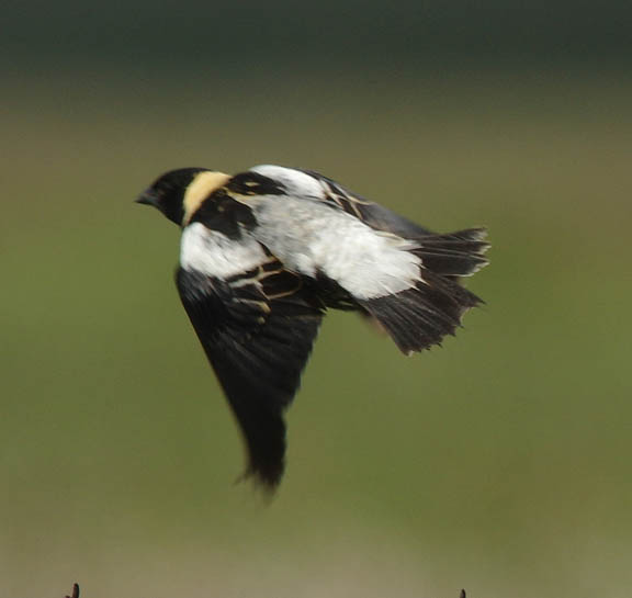 Bobolink (male)