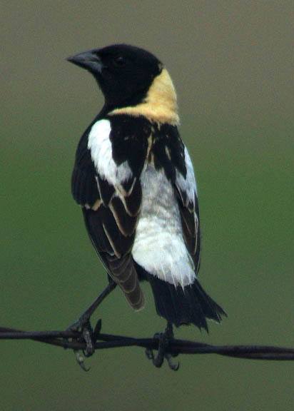 Bobolink (male)