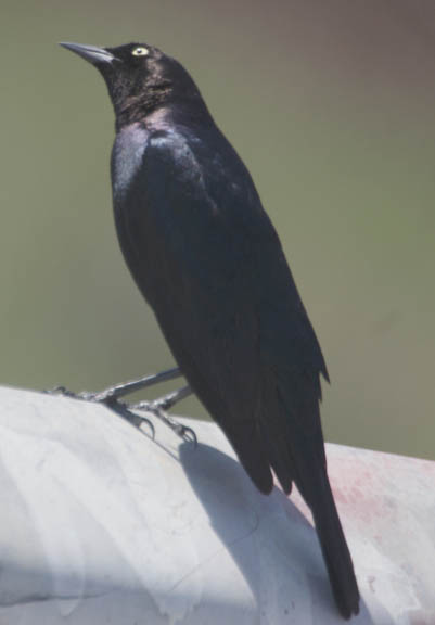 Brewer's blackbird (male)