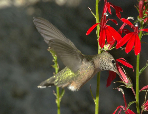 Calliope hummingbird (female)