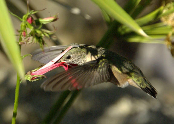 Calliope hummingbird (female)