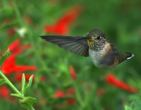 Calliope hummingbird (female)