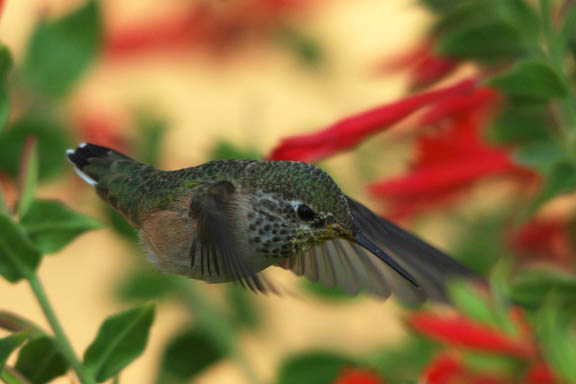 Calliope hummingbird (female)