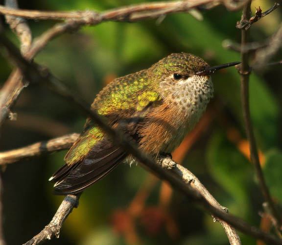 Calliope hummingbird (female)