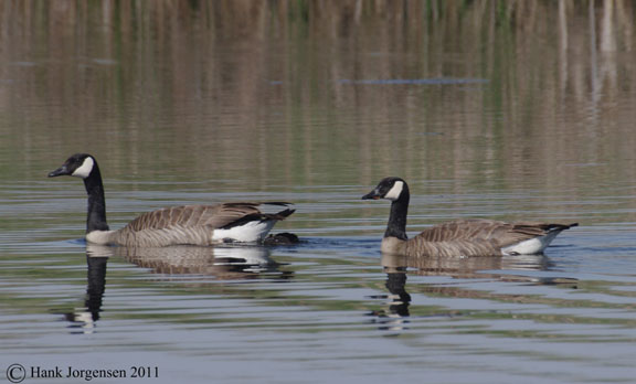 Canada goose