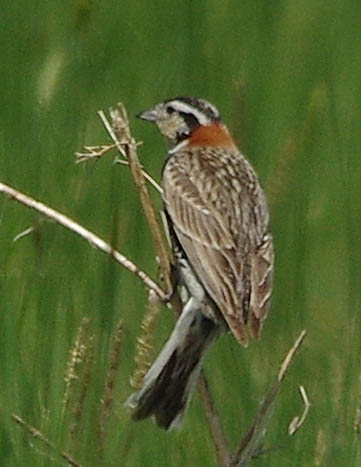 Chestnut-collared longspur (male)
