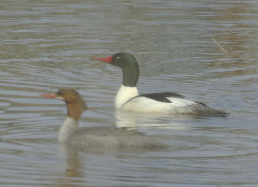 Common merganser (male)
