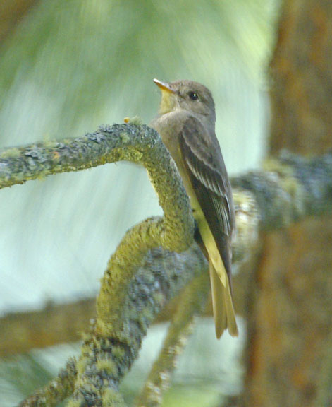 Cordilleran flycatcher