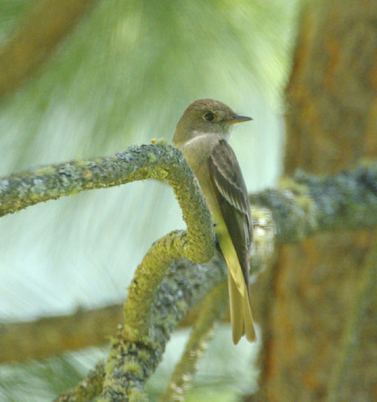 Cordilleran flycatcher