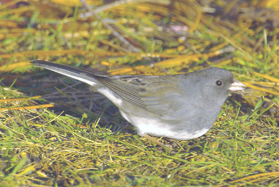 Dark-eyed junco
