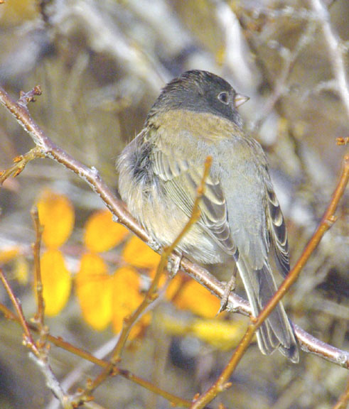 Dark-eyed junco