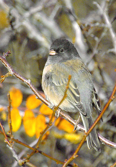Dark-eyed junco