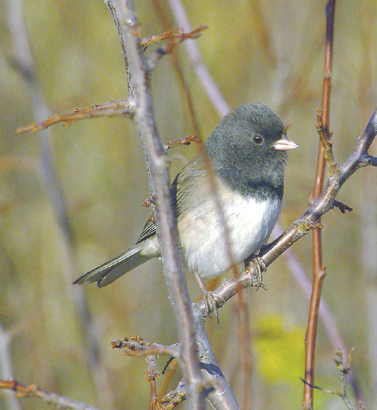 Dark-eyed junco