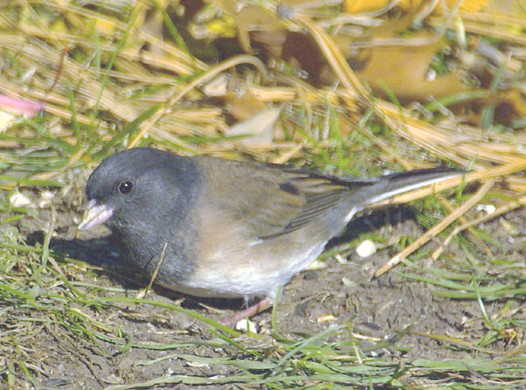 Dark-eyed junco