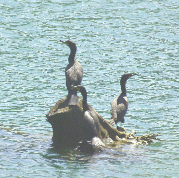 Double crested cormorant
