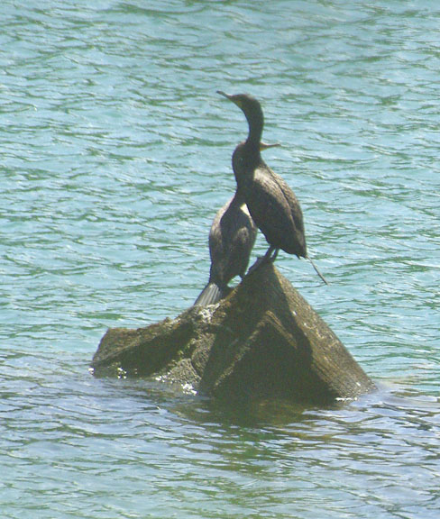 Double crested cormorant