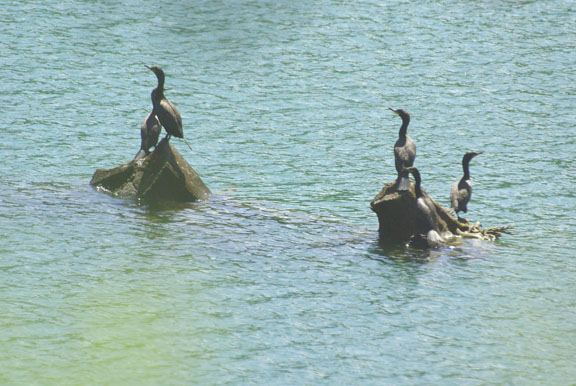 Double crested cormorant