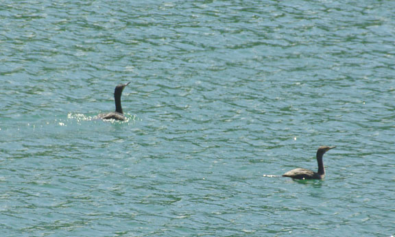 Double crested cormorant