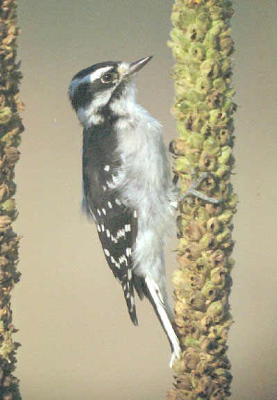 Downy woodpecker (female)