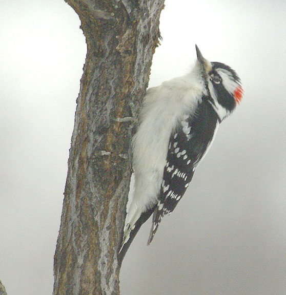 Downy woodpecker (male)