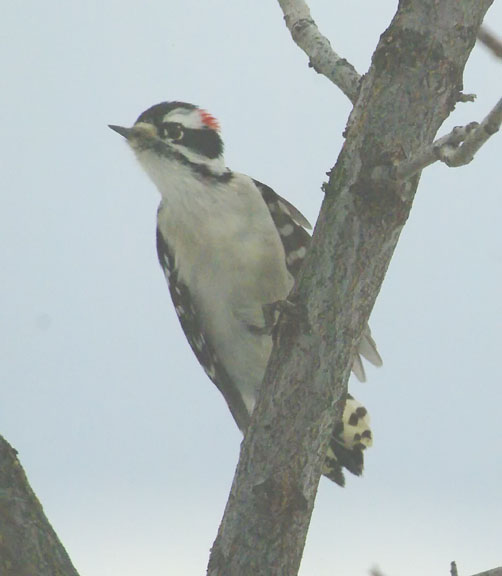 Downy woodpecker (male)