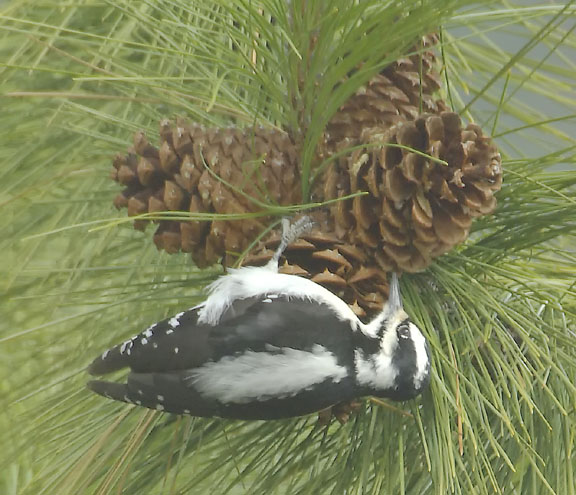 Downy woodpecker (female)