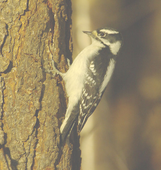 Downy woodpecker (female)