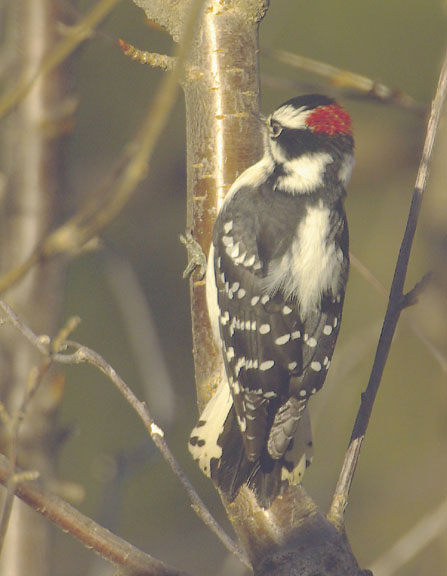 Downy woodpecker (male)