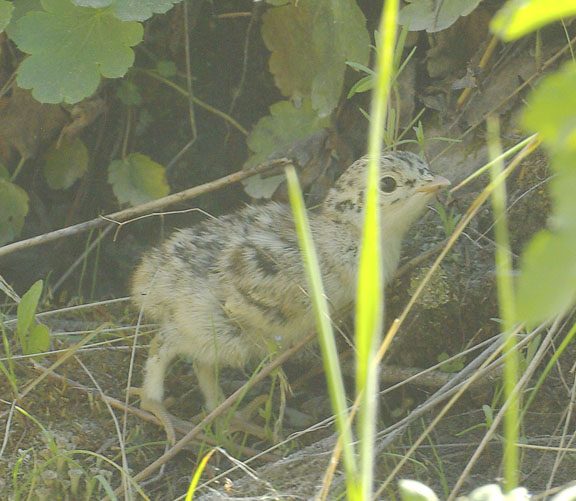 Dusky grouse (female)