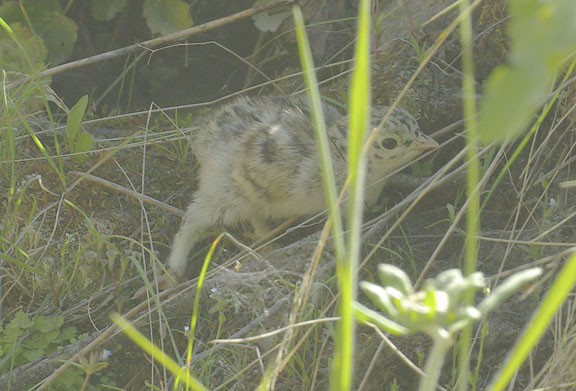 Dusky grouse (female)
