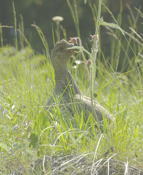 Dusky grouse (female)