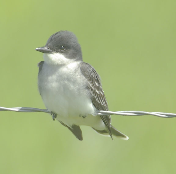 Eastern kingbird