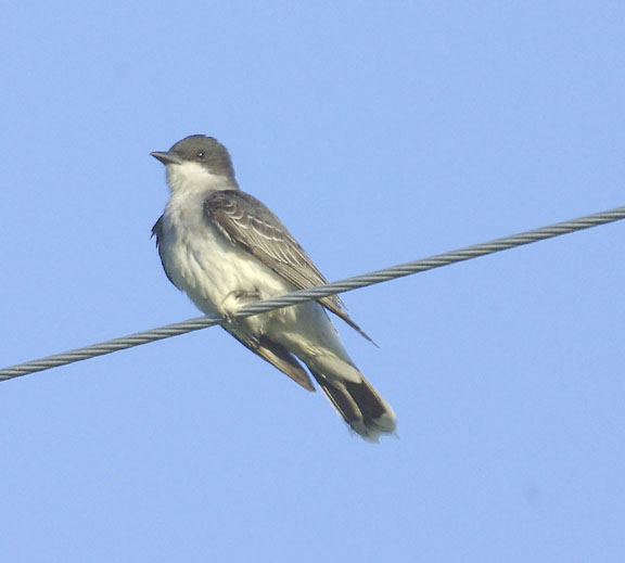 Eastern kingbird