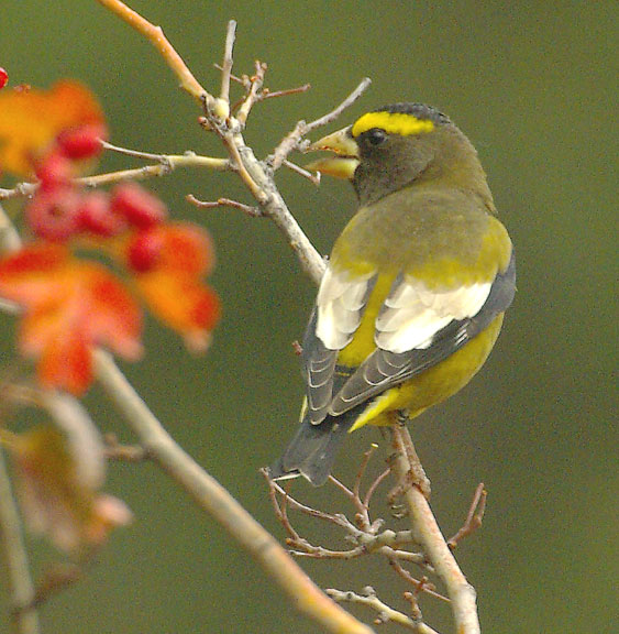 Evening grosbeak (male)