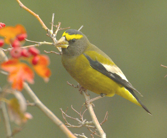 Evening grosbeak (male)
