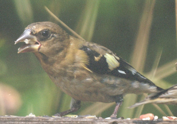 Evening grosbeak (female)