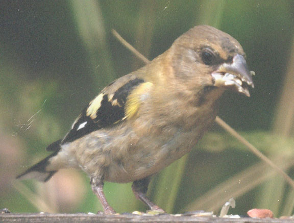 Evening grosbeak (female)