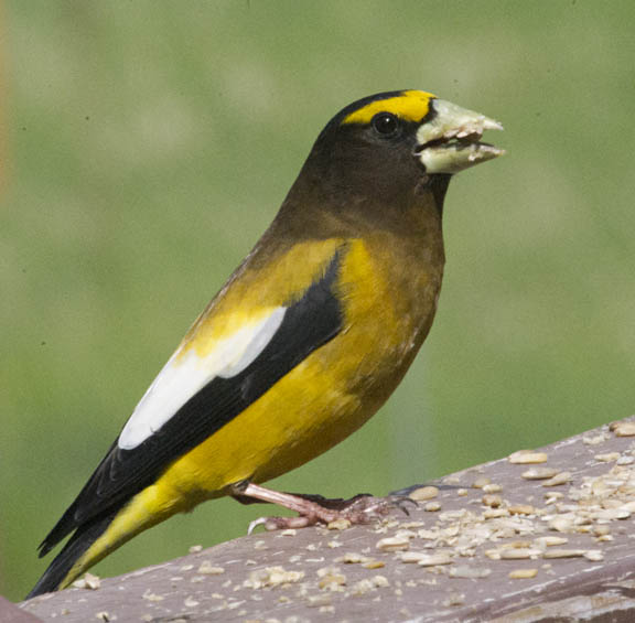 Evening grosbeak (male)