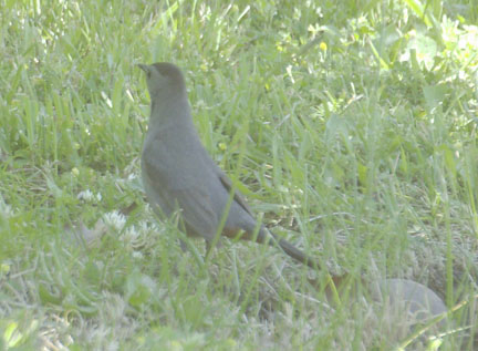Gray catbird