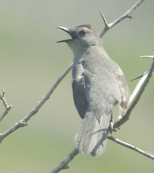 Gray catbird