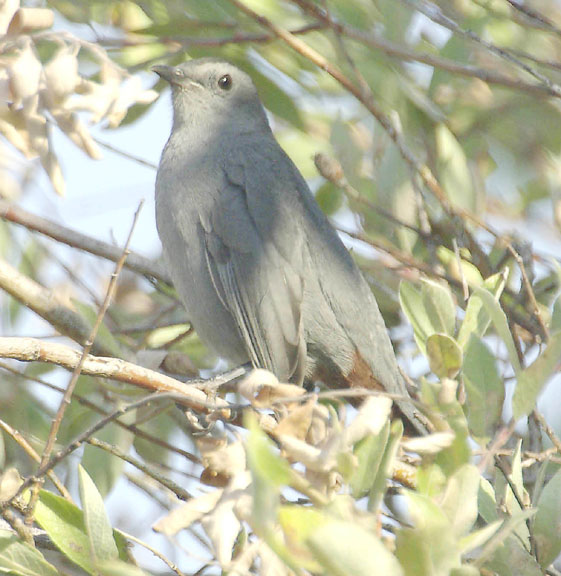 Gray catbird