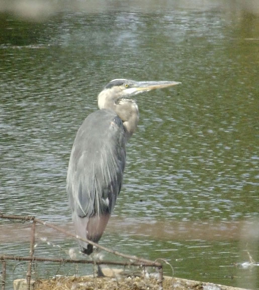 Great blue heron