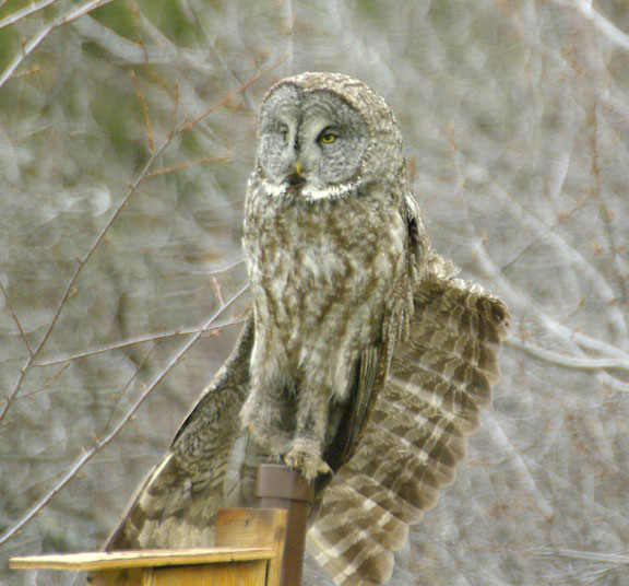 Great gray owl