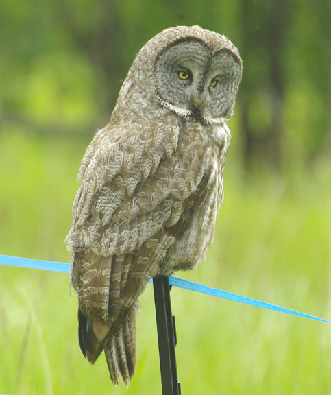 Great gray owl