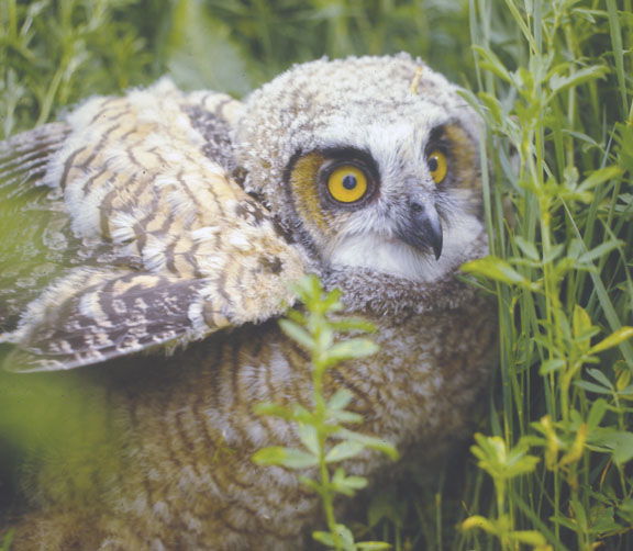 Great horned owl