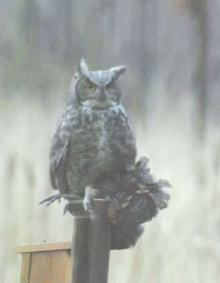 Great horned owl