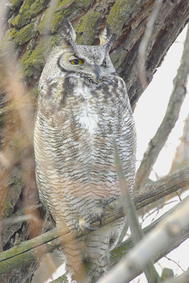 Great horned owl